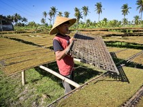 Tembakau Kasturi Khas Lombok Dijual Rp 7 Juta/Kuintal