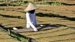 Tembakau Kasturi Khas Lombok Dijual Rp 7 Juta/Kuintal