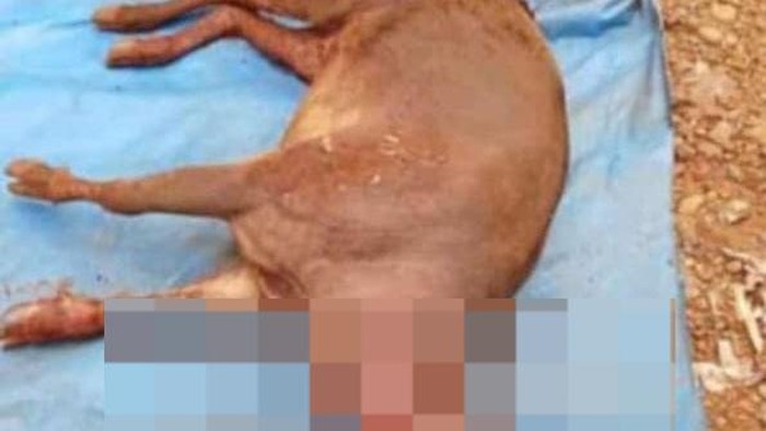Tampak Anoa berwarna merah dalam kondisi mati berada di atas terpal berwarna biru.