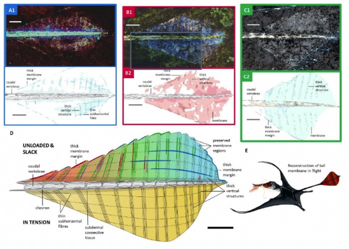 Reptil purba pterosaurus yang bisa terbang
