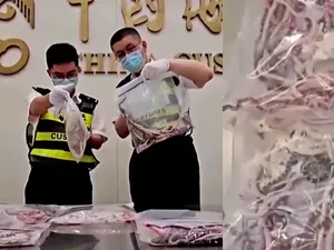Pria Sembunyikan 104 Ular dalam Celana Diselundupkan ke China