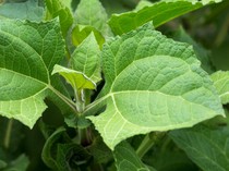 Manfaat Konsumsi Daun Insulin, Termasuk Diyakini Mampu Kelola Kadar Gula Darah