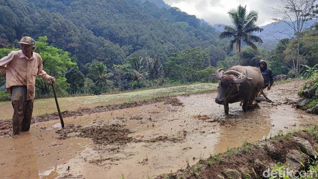 Endang sedang membajak sawah menggunakan tenaga kerbau di Sawah Gunung Desa Sukamaju, Kecamatan Cihaurbeuti, Kabupaten Ciamis.