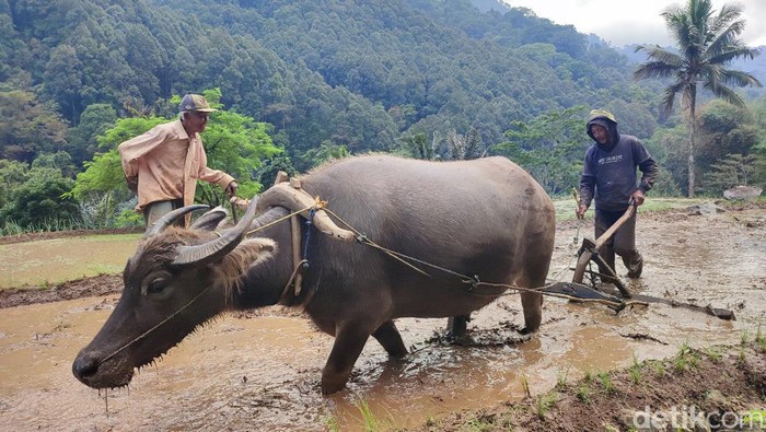Endang sedang membajak sawah menggunakan tenaga kerbau di Sawah Gunung Desa Sukamaju, Kecamatan Cihaurbeuti, Kabupaten Ciamis.