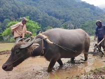 Mitos Kerbau Gaib yang Menjaga Sungai Citarik