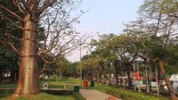 Selain hamparan rerumputan yang luas, kursi-kursi, dan view waduk serta udara yang sejuk, Taman Kota Ria Rio juga memiliki ciri khas tersendiri yakni terdapat tiga pohon baobab. 