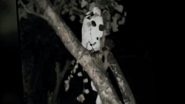 Penampakan pocong terpotret kamera ponsel di Situbondo.