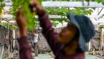 Potret Budi Daya Anggur dari Ukraina di Sumedang