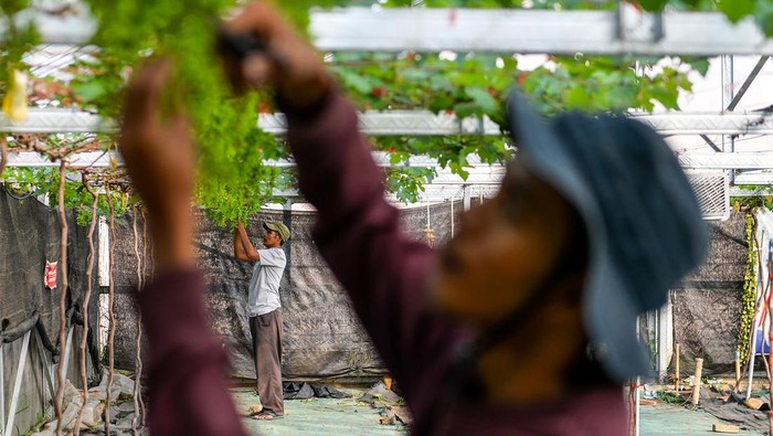 Potret Budi Daya Anggur dari Ukraina di Sumedang Pekerja merawat tanaman anggur (Vitis Vinifera) jenis gozv di
