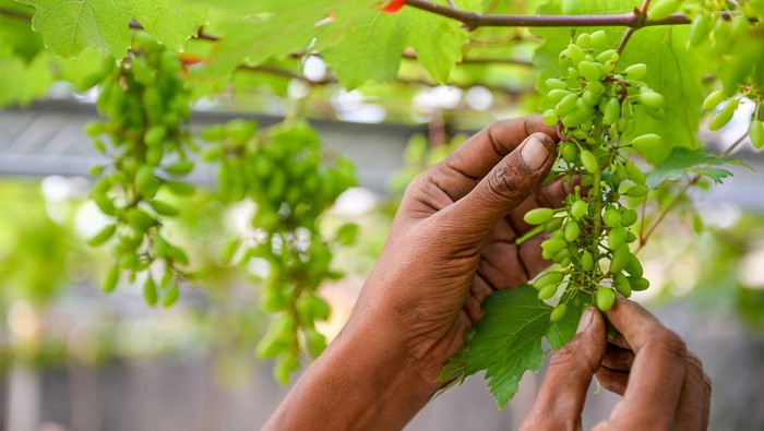 Pekerja merawat tanaman anggur (Vitis Vinifera) jenis gozv di 