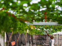 Potret Budi Daya Anggur dari Ukraina di Sumedang