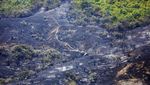 Potret Hutan di Krimea Gosong Usai Dilalap Api