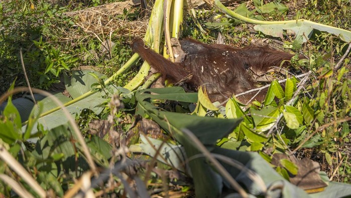 Petugas dari BKSDA Kalimantan Barat bersama Dokter hewan Yayasan Inisiasi Alam Rehabilitasi Indonesia (YIARI) mengevakuasi bangkai orangutan (Pongo pygmaeus) berjenis kelamin betina yang mati di kebun masyarakat di Desa Riam Berasap, Kabupaten Kayong Utara, Kalimantan Barat, Rabu (10/7/2024). Dari hasil nekropsi terhadap bangkai orangutan (Pongo pygmaeus) berjenis kelamin betina yang berusia 19 hingga 20 tahun tersebut ditemukan luka pada bagian punggung bawah dengan lebar 3cm dan kedalaman 7 cm yang diindikasikan terkena benda tajam. ANTARA FOTO/Rizal/Lmo/foc.