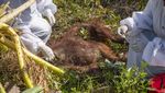 Potret Orangutan yang Ditemukan Mati Terjerat Benda Tajam