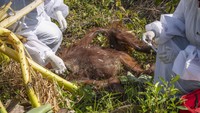 Dari hasil nekropsi terhadap bangkai orangutan tersebut ditemukan luka pada bagian punggung bawah dengan lebar 3cm dan kedalaman 7 cm yang diindikasikan terkena benda tajam.