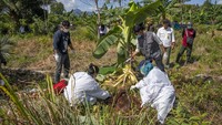 Petugas dari BKSDA Kalimantan Barat bersama Dokter hewan Yayasan Inisiasi Alam Rehabilitasi Indonesia (YIARI) mengevakuasi bangkai orangutan (Pongo pygmaeus) berjenis kelamin betina yang mati di kebun masyarakat di Desa Riam Berasap, Kabupaten Kayong Utara, Kalimantan Barat. 