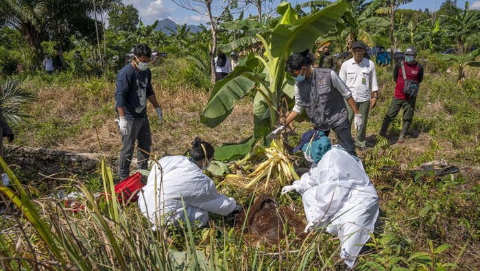 Petugas dari BKSDA Kalimantan Barat bersama Dokter hewan Yayasan Inisiasi Alam Rehabilitasi Indonesia (YIARI) mengevakuasi bangkai orangutan (Pongo pygmaeus) berjenis kelamin betina yang mati di kebun masyarakat di Desa Riam Berasap, Kabupaten Kayong Utara, Kalimantan Barat, Rabu (10/7/2024). Dari hasil nekropsi terhadap bangkai orangutan (Pongo pygmaeus) berjenis kelamin betina yang berusia 19 hingga 20 tahun tersebut ditemukan luka pada bagian punggung bawah dengan lebar 3cm dan kedalaman 7 cm yang diindikasikan terkena benda tajam. ANTARA FOTO/Rizal/Lmo/foc.