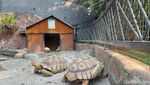 Foto: Playground Seru di Tangsel yang Ada Mini Zoonya