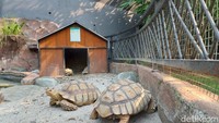 Nih, kura-kura yang meramaikan area mini zoo The Nice Garden Serpong.