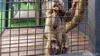 Traveler bisa nih dekat-dekat dan mengenalakn hewan ini kepada anak-anak. Namun jangan menyakitnya dan menyentuhnya ya!