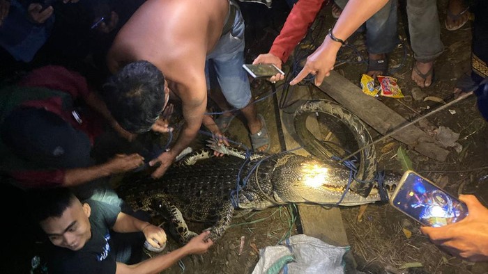 Warga di Mamuju tangkap buaya berukuran 3 meter di muara.