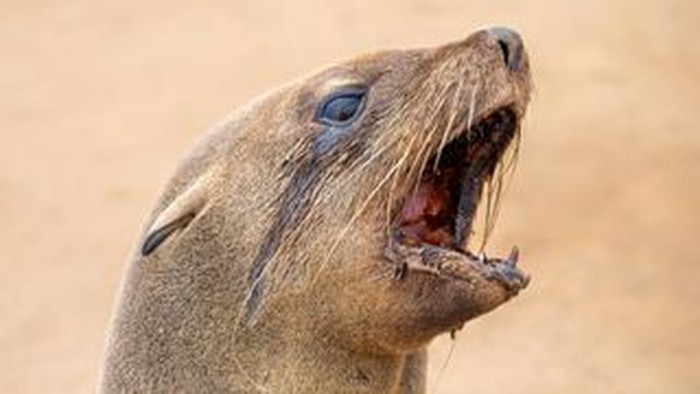 Anjing laut berbulu Afrika Selatan (Arctocephalus pusillus) telah menyerang peselancar dan pengunjung pantai di Cape Town, Afrika Selatan.
