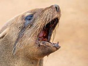 Jarang Terjadi! Anjing Laut di Afrika Selatan Terkena Rabies dan Menyerang Manusia