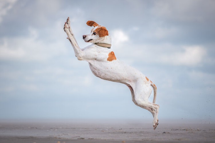 Comedy Pet Photo Awards 2024