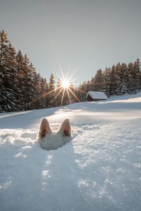 Comedy Pet Photo Awards 2024