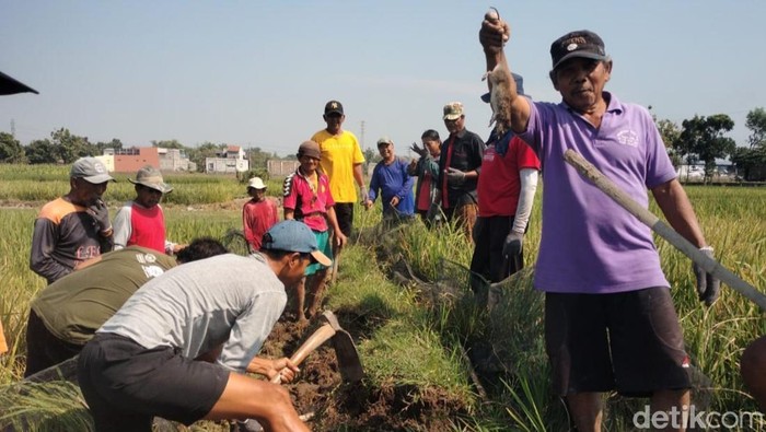 Petani Desa Candirejo, Kecamatan Ngawen, melakukan gropyokan tikus.