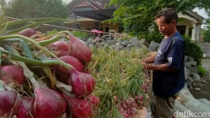Petani menata bawang merah hasil panen