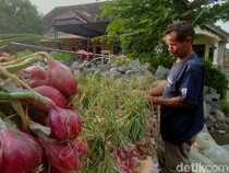 Petani Bawang Merah Brebes Gudangkan Hasil Panen gegara Harga Anjlok
