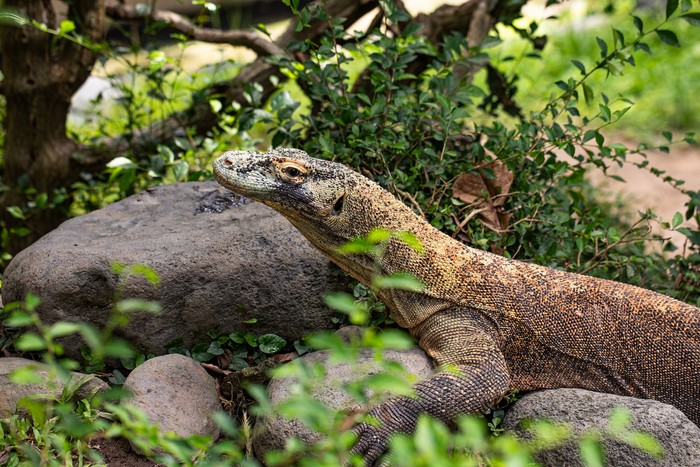 Ilustrasi Taman Nasional Komodo