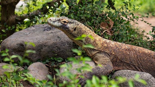 Ilustrasi Taman Nasional Komodo