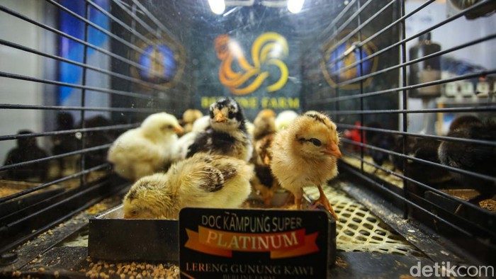 Intip Pameran Kebutuhan Ternak dan Perikanan di Indo Livestock 2024 Pengunjung beraktivitas di pameran Indo Livestock 2024 di Jakarta Convention Center (JCC), Jakarta, Rabu (17/7/2024). Pameran tersebut menampilkan beragam produk teknologi industri peternakan, pengolahan hasil ternak, serta teknologi pertanian dan perikanan.