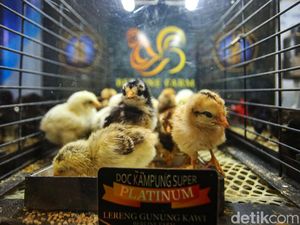 Intip Pameran Kebutuhan Ternak dan Perikanan di Indo Livestock 2024