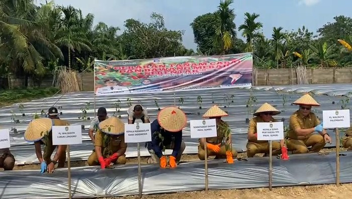 Pemprov dan BI Sumsel tanaman serentak cabai dan bawang merah untuk tekan inflasi