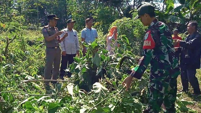 Pemusnahan pohon kecubung liar di Cianjur (Antara Foto)