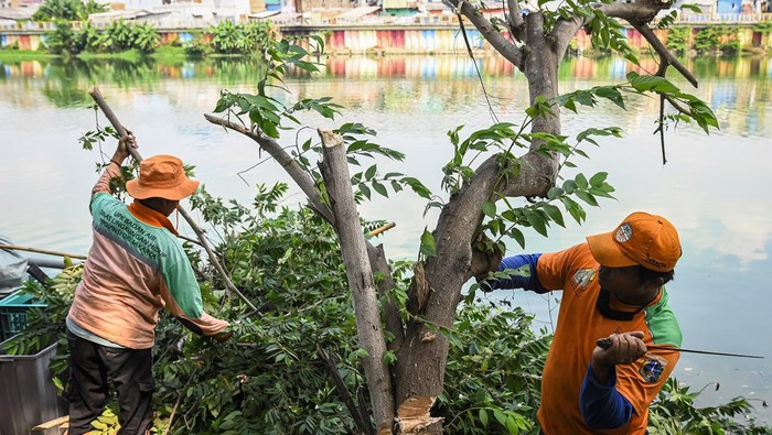 Petugas unit penanganan sampah (UPS) membersihkan pohon liar di bantaran Waduk Sunter Selatan, Jakarta, Rabu (17/7/2024). UPS Tanjung Priok Jakarta Utara rutin melakukan penebangan pohon liar di sekitaran waduk guna menjaga keindahan waduk serta menjaga fungsi waduk sebagai pengontrol aliran air ke daerah hilir dan mengurangi banjir di kawasan tersebut. ANTARA FOTO/Sulthony Hasanuddin/rwa.