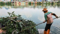 Petugas unit penanganan sampah (UPS) menebangi pohon liar di bantaran Waduk Sunter Selatan, Jakarta, Rabu (17/7/2024).
