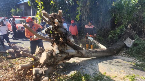 Personel BPBD Buleleng mengevakuasi pohon santan yang tumbang hingga menimpa sebuah mobil di Banjar Dinas Kloncing, Desa Kerobokan, Kecamatan Sawan, Kabupaten Buleleng, Bali, Rabu (17/7/2024). (Foto: BPBD Buleleng)