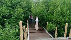 Taman Mangrove Ketapang Tangerang Ternyata Menawan, Ada 16 Jenis Bakau