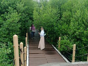 Taman Mangrove Ketapang Tangerang Ternyata Menawan, Ada 16 Jenis Bakau
