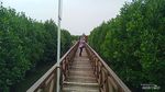 Taman Mangrove Ketapang Tangerang Ternyata Menawan, Ada 16 Jenis Bakau