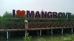 Taman Mangrove Ketapang Tangerang Ternyata Menawan, Ada 16 Jenis Bakau