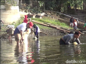 Serunya Warga Berburu Ikan Mabuk Belerang di Ranu Klakah Lumajang