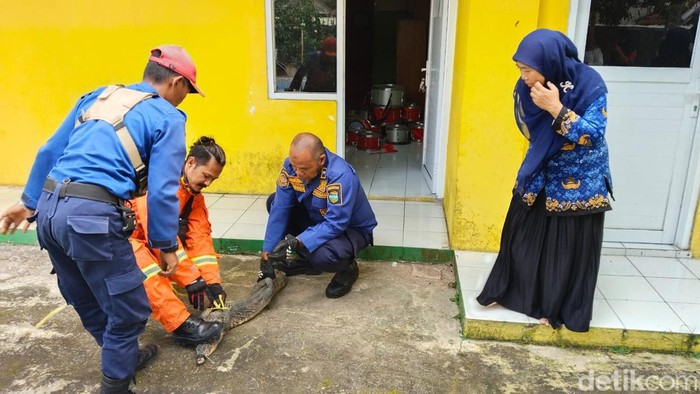 Biawak masuk ke ruang guru di sekolah Tasikmalaya.