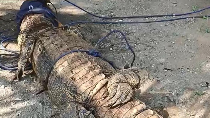 Warga di Kabupaten Mamuju Tengah (Mateng), Sulawesi Barat (Sulbar) menangkap buaya berukuran 3 meter di parit dekat permukiman.