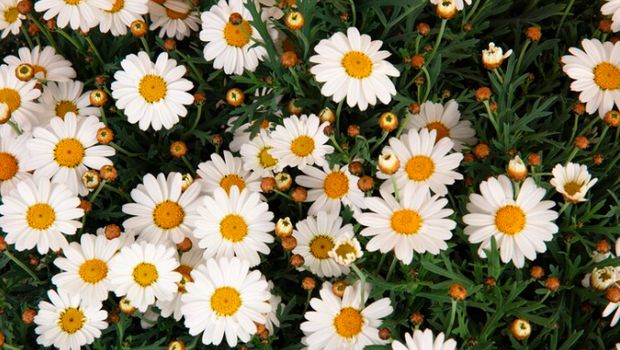 Bunga Chamomile. (Freepik)