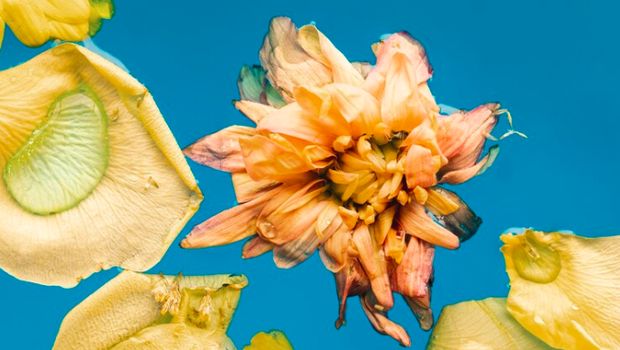 Bunga Honeysuckle. (Freepik)